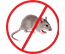 Rat
