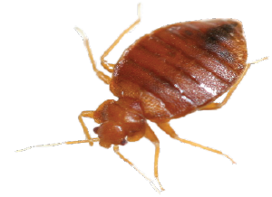 Eco-Friendly Solutions