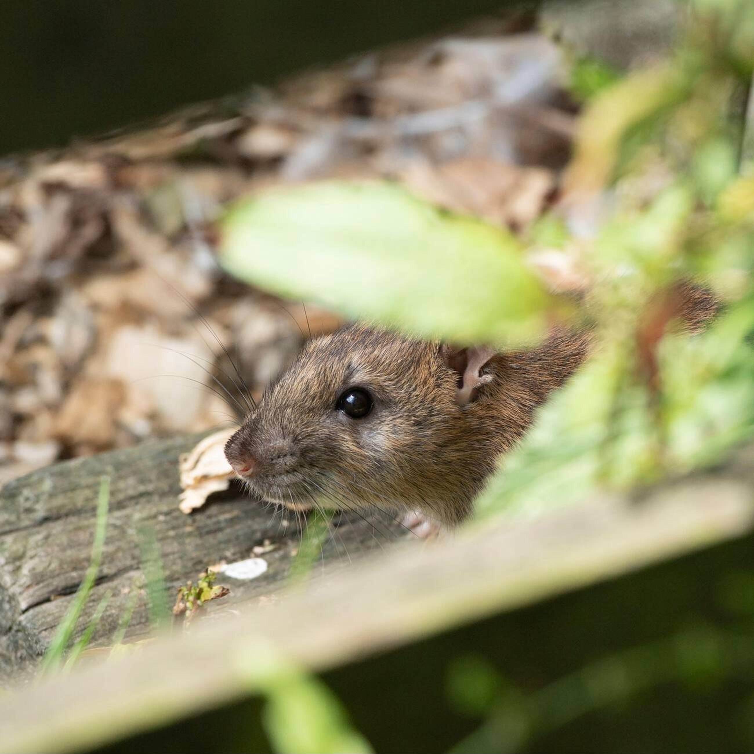 Rat Control Services in Nairobi