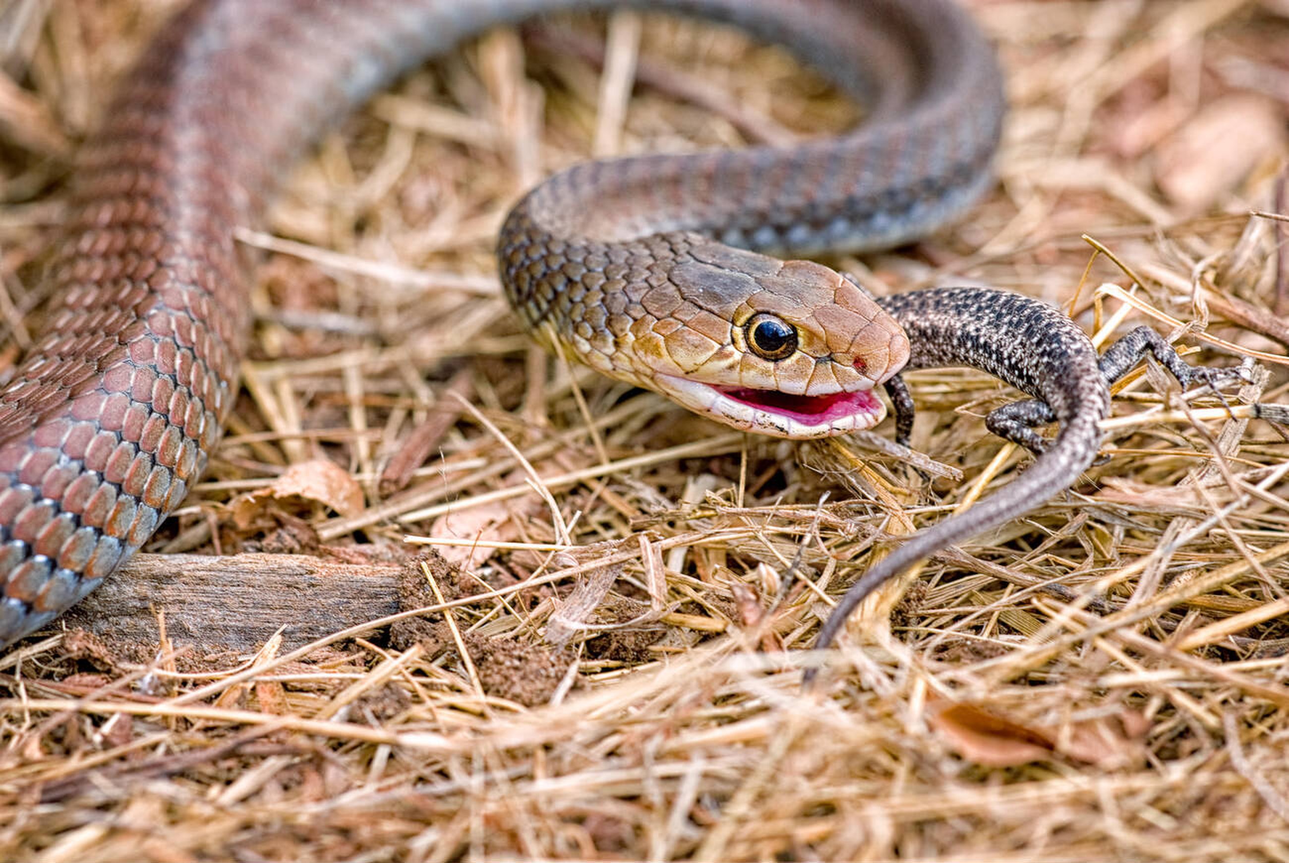 Snake Control Services in Nairobi